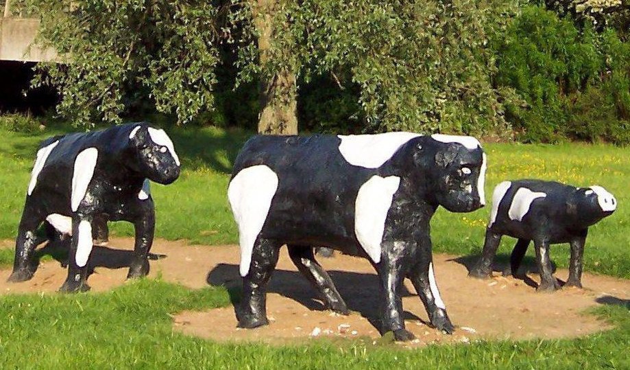 Cows