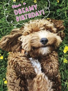 Dreamy dog birthday
