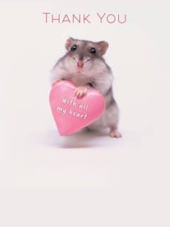 Hamster Thankyou